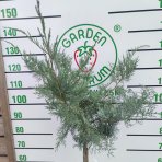  Borievka prostredná (Juniperus media) ´PFITZERIANA GLAUCA´ výška: 90-120 cm, kont.C7L – NA KMIENKU 